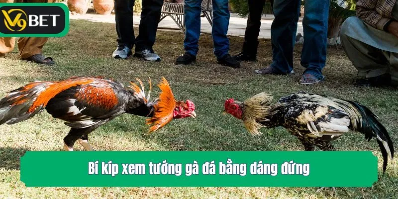 Bí kíp xem tướng gà đá bằng dáng đứng