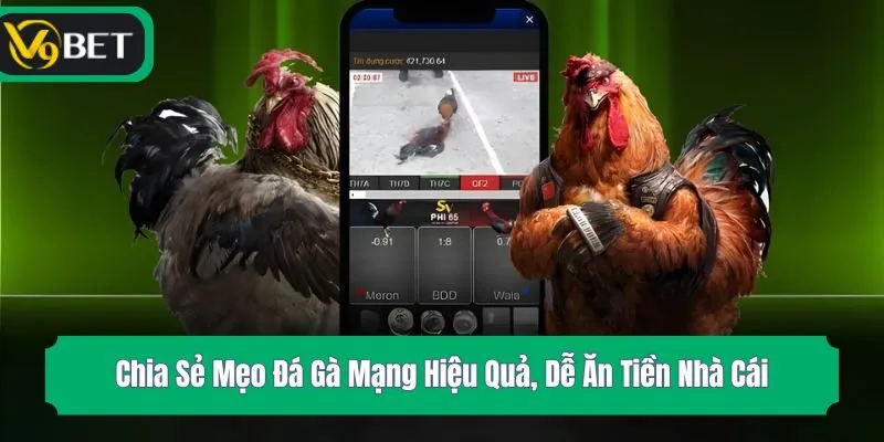 Chia Sẻ Mẹo Đá Gà Mạng Hiệu Quả, Dễ Ăn Tiền Nhà Cái