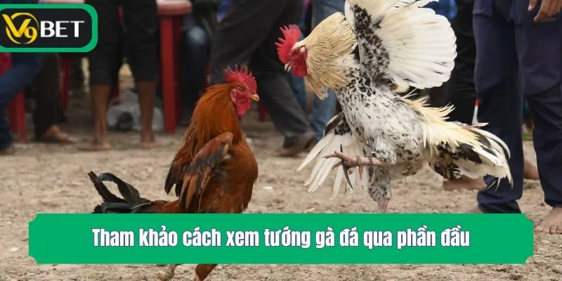 Tham khảo cách xem tướng gà đá qua phần đầu