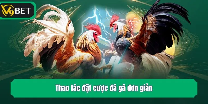 Thao tác đặt cược đá gà đơn giản