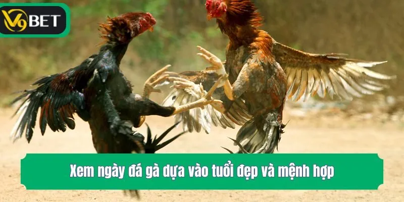 Xem ngày đá gà dựa vào tuổi đẹp và mệnh hợp