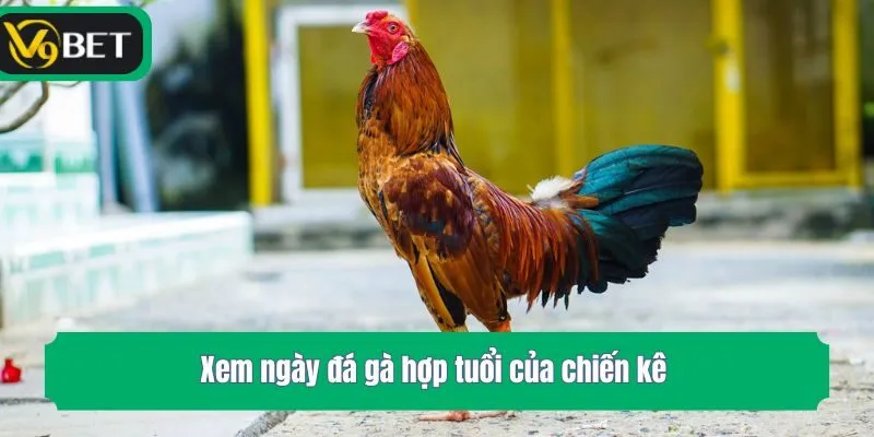 Xem ngày đá gà hợp tuổi của chiến kê 